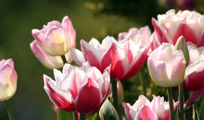pinktulips