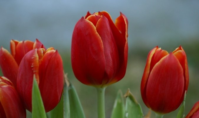 Tulips