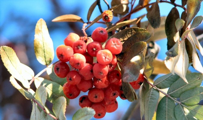 berries