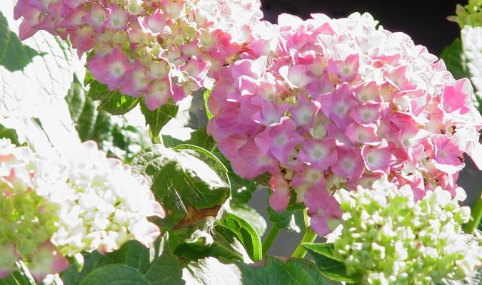 hydrangea