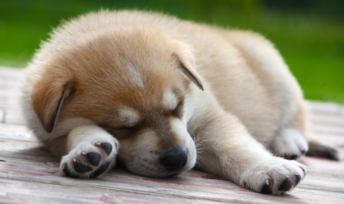 puppy