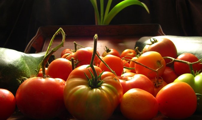tomatoes