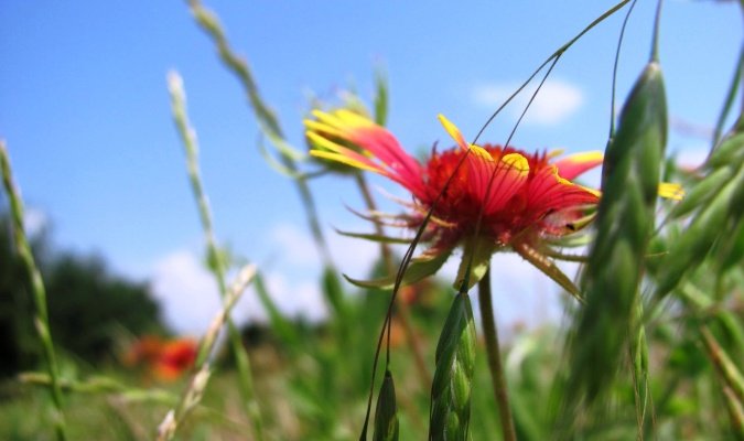 flower