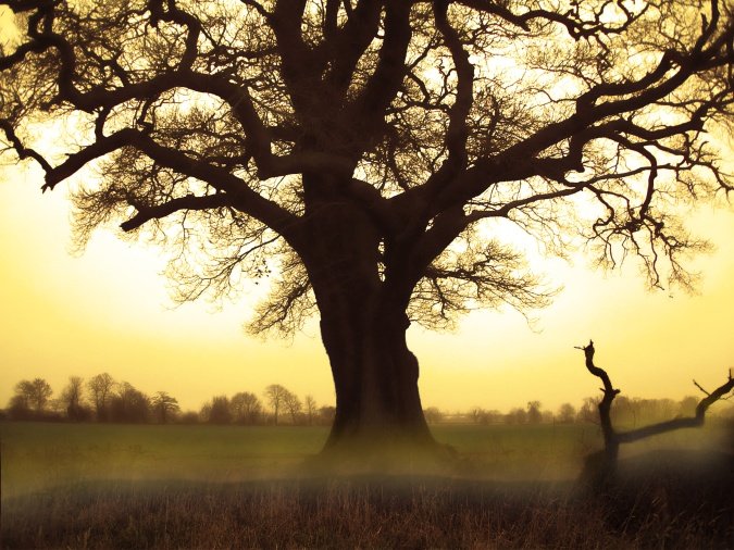 tree1