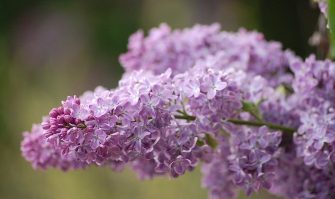 lilac