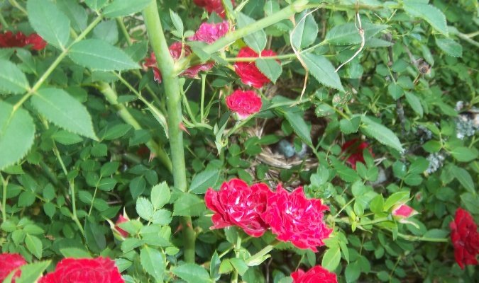 nest1