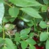 Sparrow’s Nest