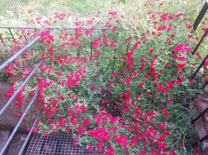 rosebush
