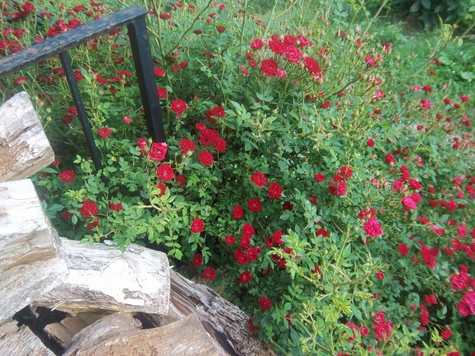 rosebush1