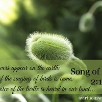 The flowers appear on the earth; the time of the singing of birds is come, and the voice of the turtle is heard in our land... Song of Solomon 2:12 | A Virtuous Woman