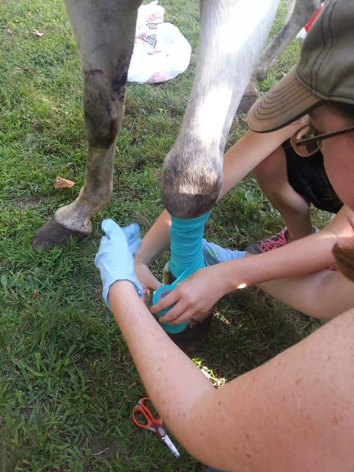 Me wrapping one of our horse's leg after she had a bad injury.