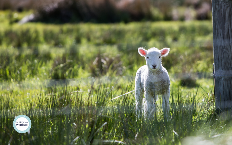 Exodus and Jesus as the Passover Lamb: Part Three